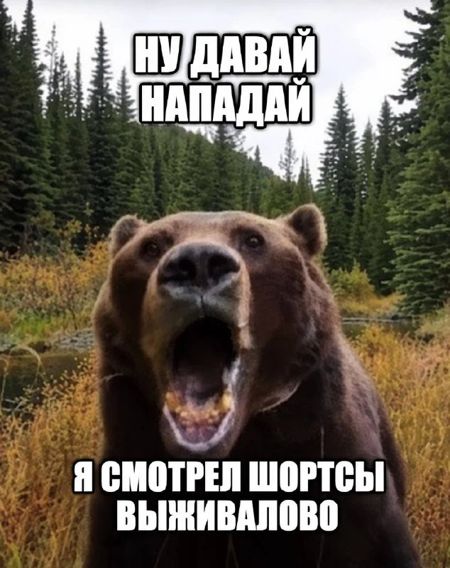 «По бумагам проблем с медведями нет»: охотники добыли 416 особей из 4211