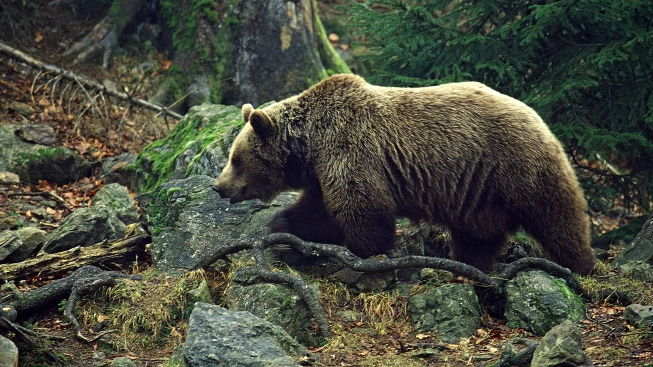 39-летнего лесника в Красноярском крае утащил и прикопал медведь