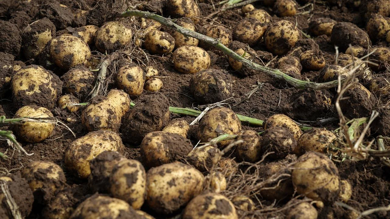 Импорт китайского картофеля резко сократился
