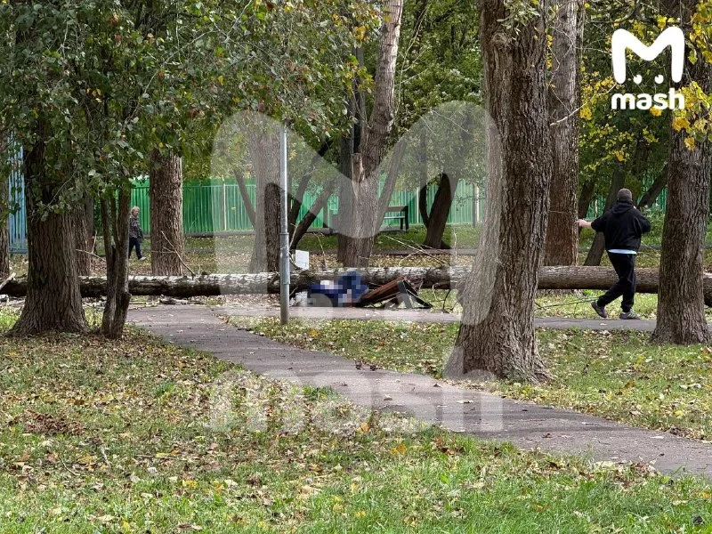 Сильный ветер повалил дерево на пожилого москвича
