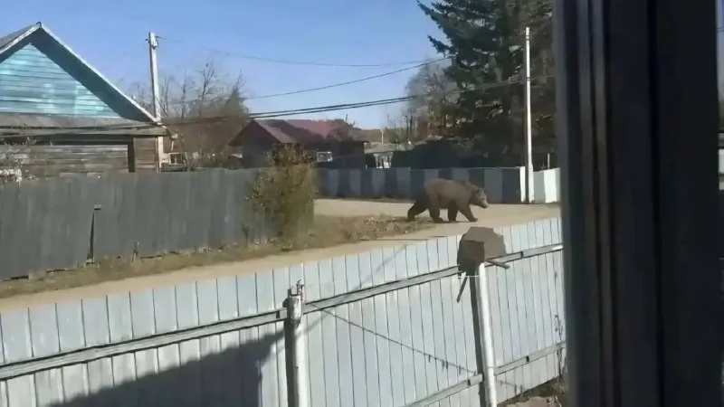 15 тысяч рублей штрафа за медведя, которого не было