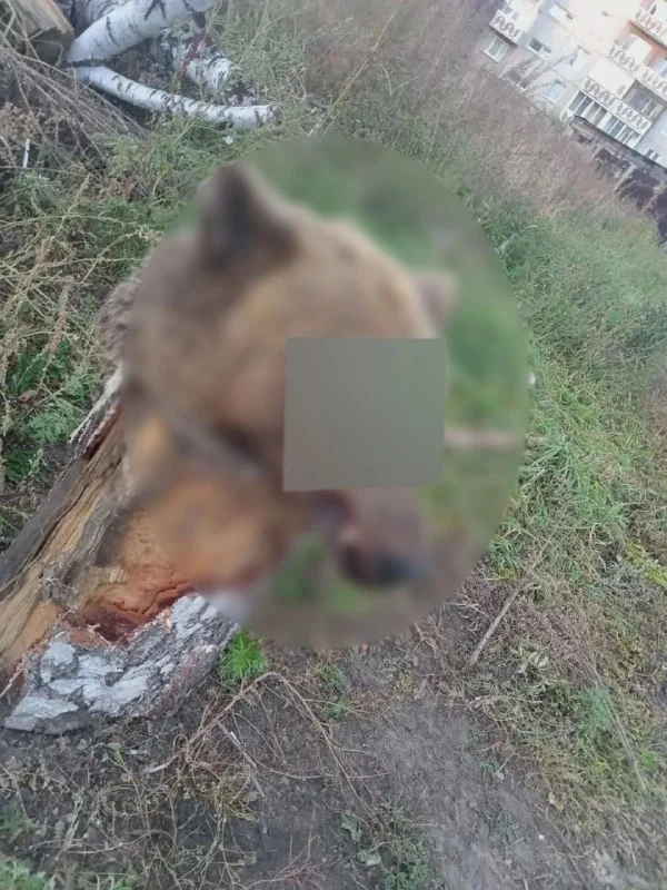 95-й квартал: во дворе жилого дома в Ангарске нашли голову медведя