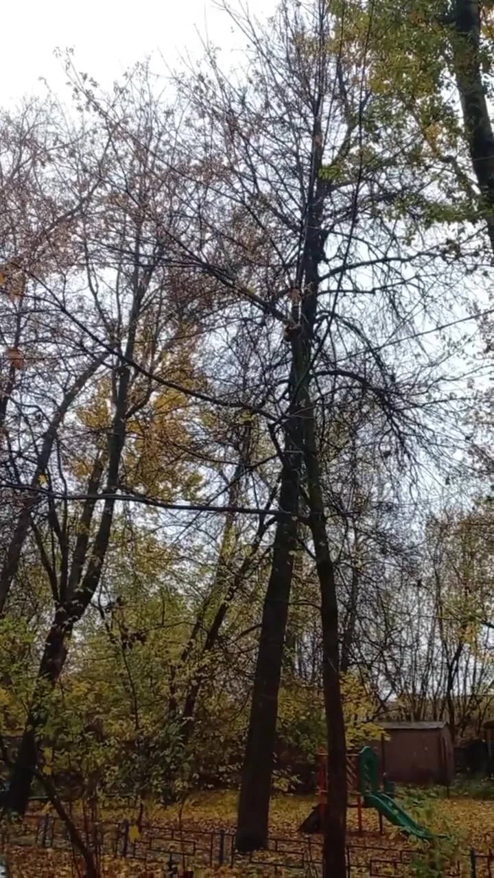 «Уговорить» не вышло: обезьяна в Калуге слезла только к нетрезвой хозяйке