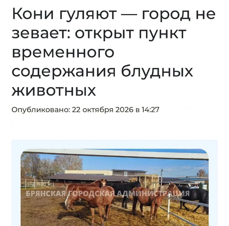 Лошади в Брянске: за вытоптанные газоны увозят на штрафстоянки